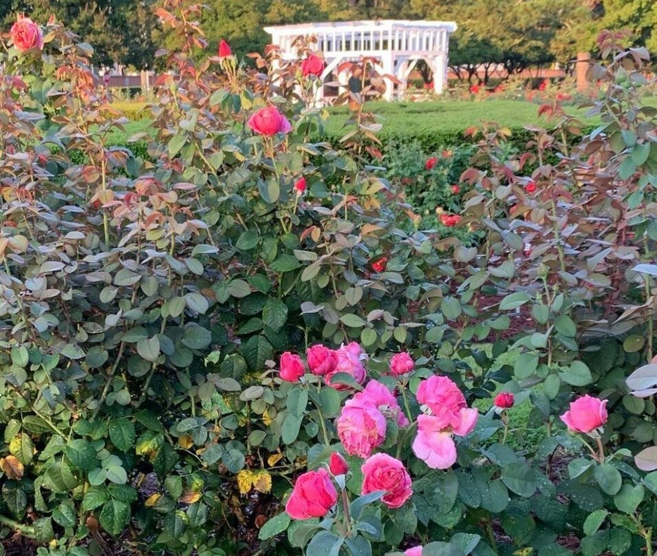 Fayetteville Rose Garden景点图片