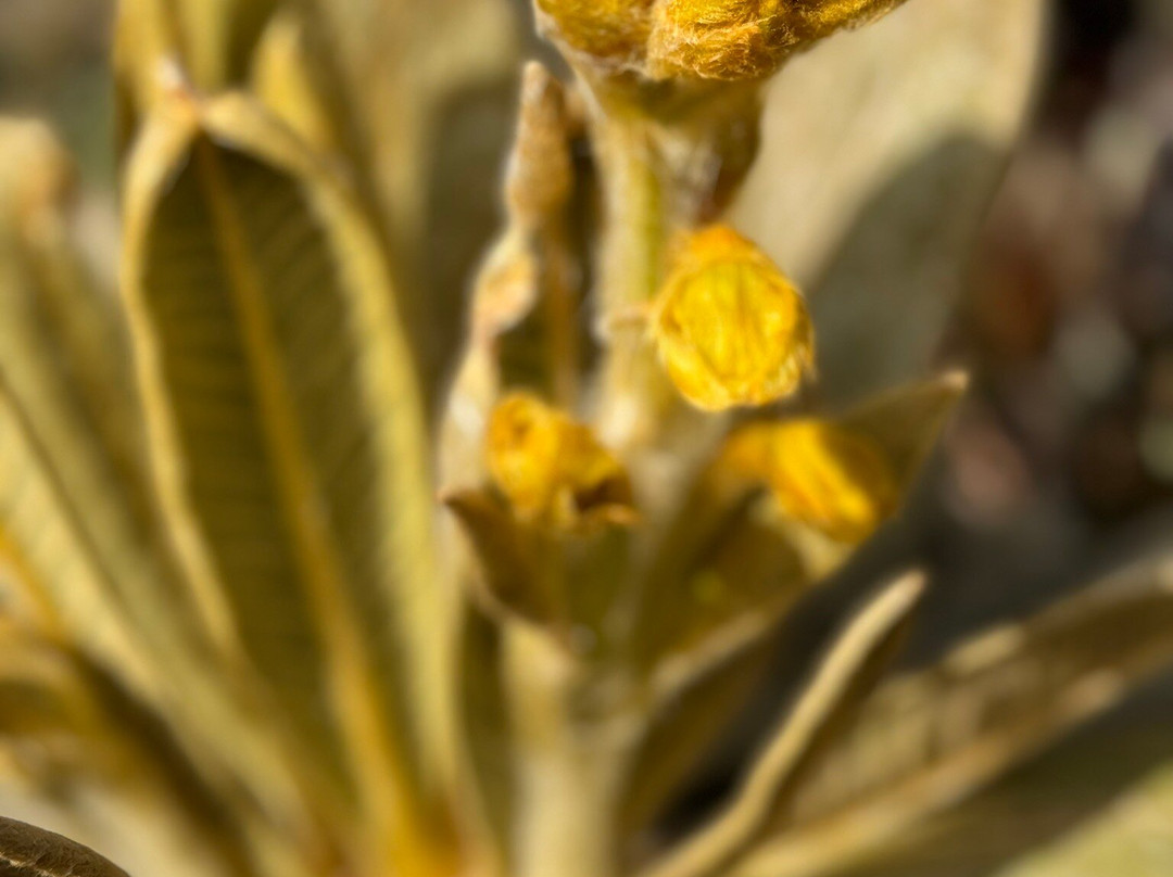 Puracé National Natural Park-Huila Department必去景点