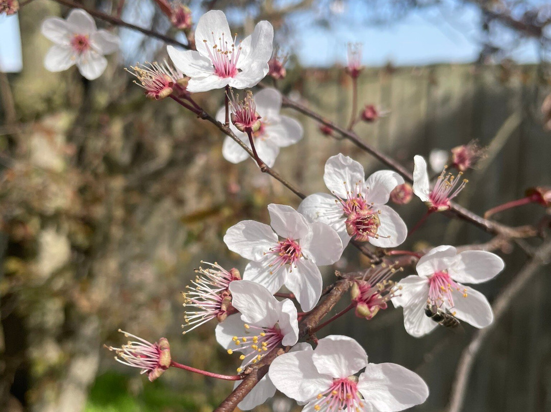 St Mary's Catholic Church-Yarram必去景点