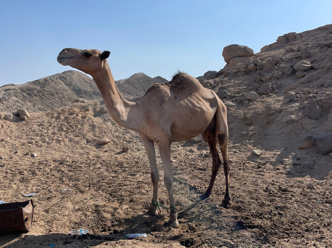 Desert Safari Hurgada景点图片