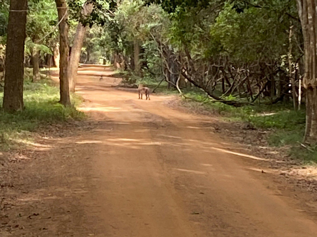 Wilpattu Megha Safari-阿努拉德普勒圣城必去景点