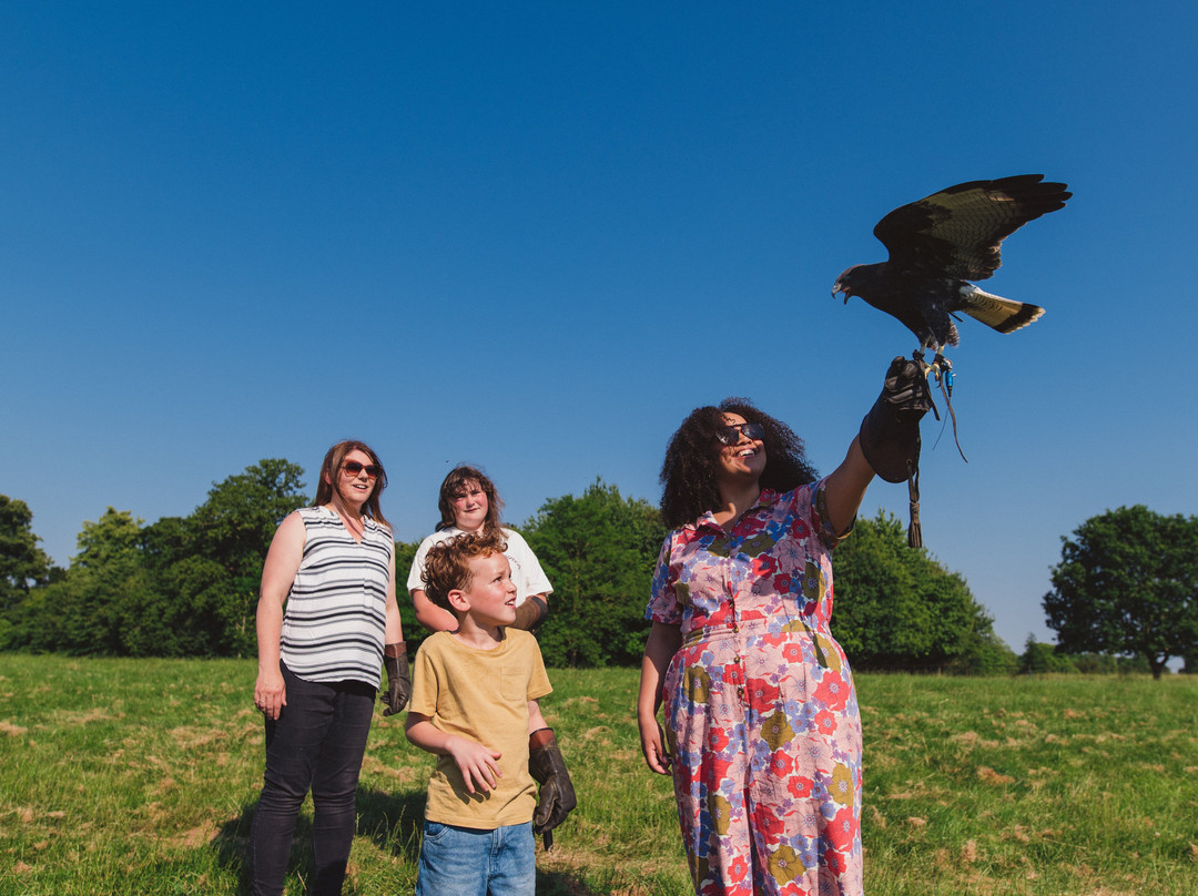 Kent Falconry Centre景点图片