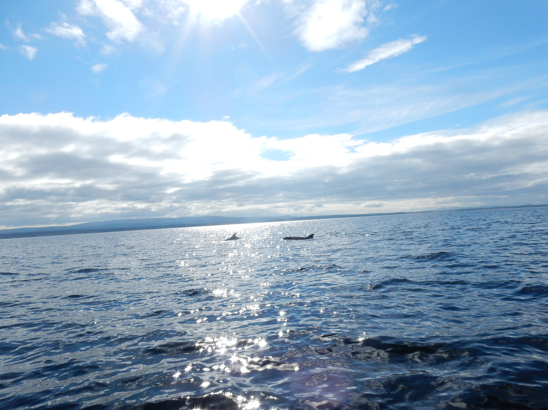 Dolphin Spirit Inverness景点图片