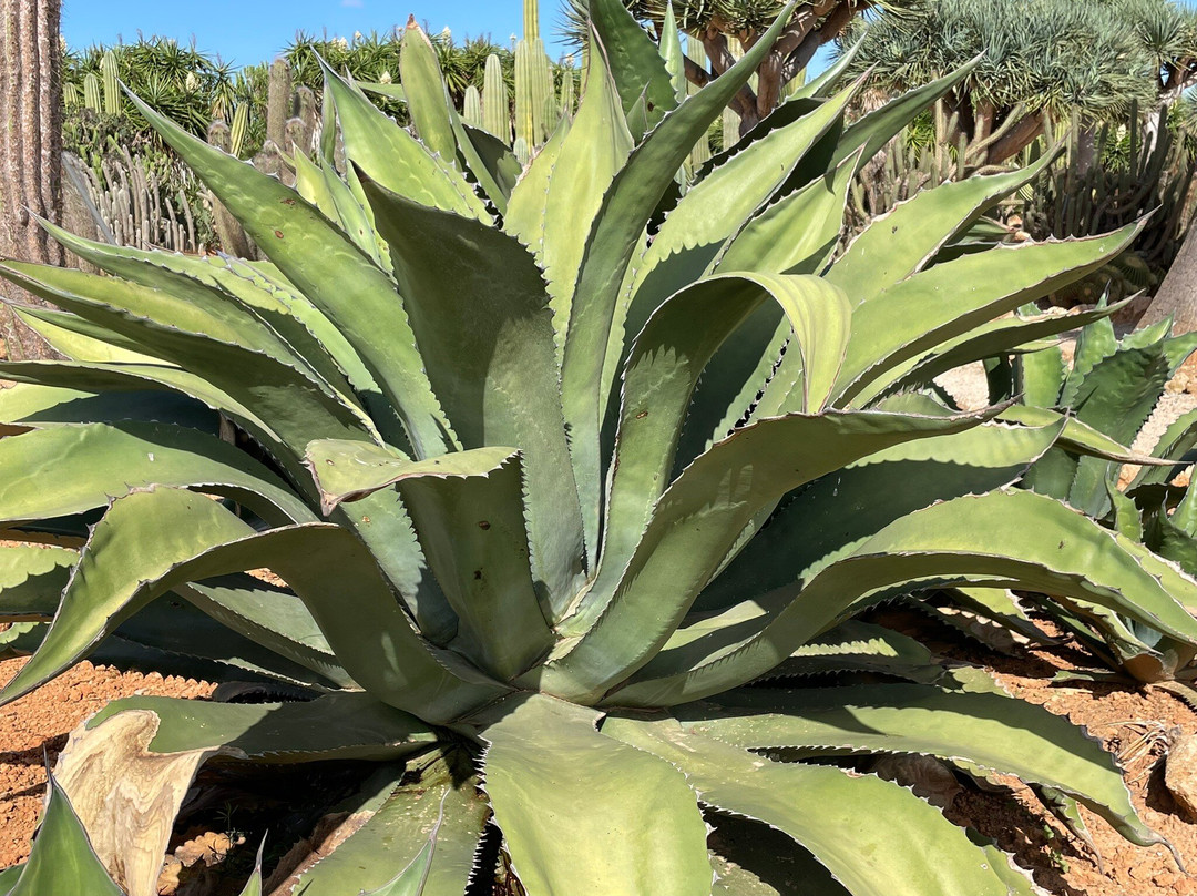 Botanicactus-Ses Salines必去景点