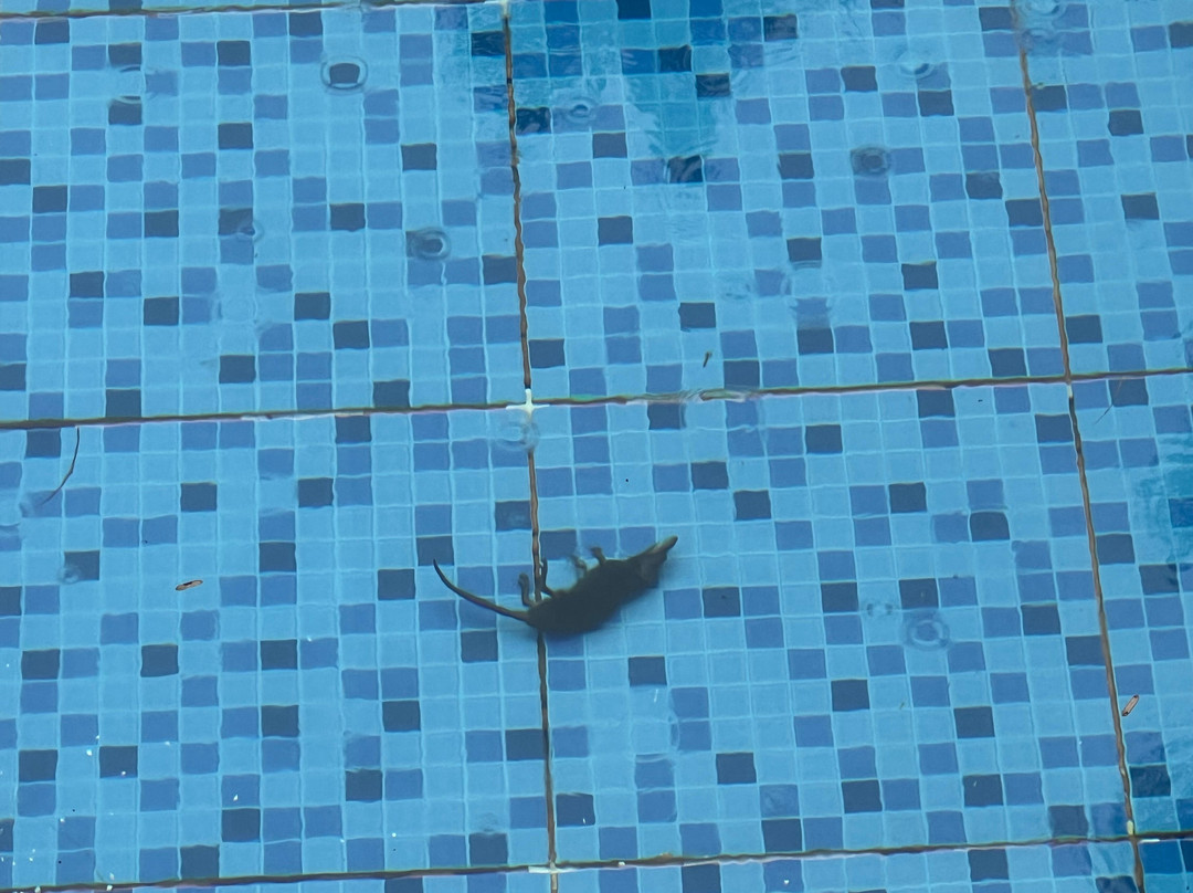 Wayanad Silver Green Holiday Enclaves主图