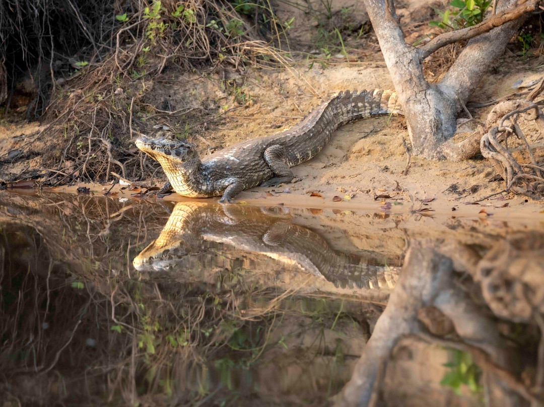 Pantanal Photo Tours景点图片