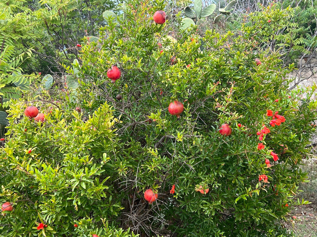 Masseria Palombara Grande主图