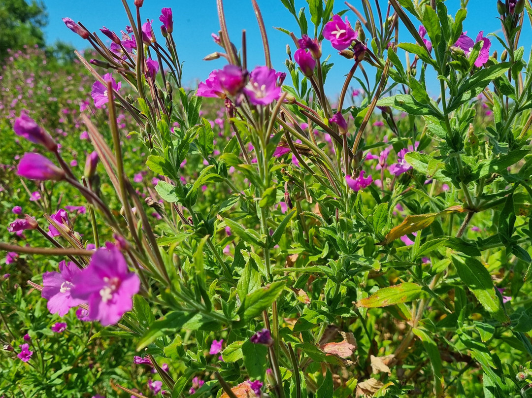 Reserve Naturelle Du Platier D'Oye景点图片