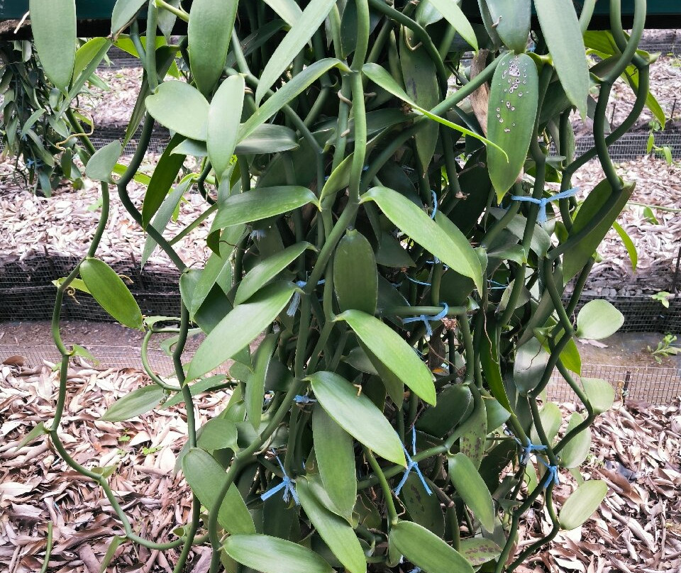 Plantation Vanille Rouloff景点图片