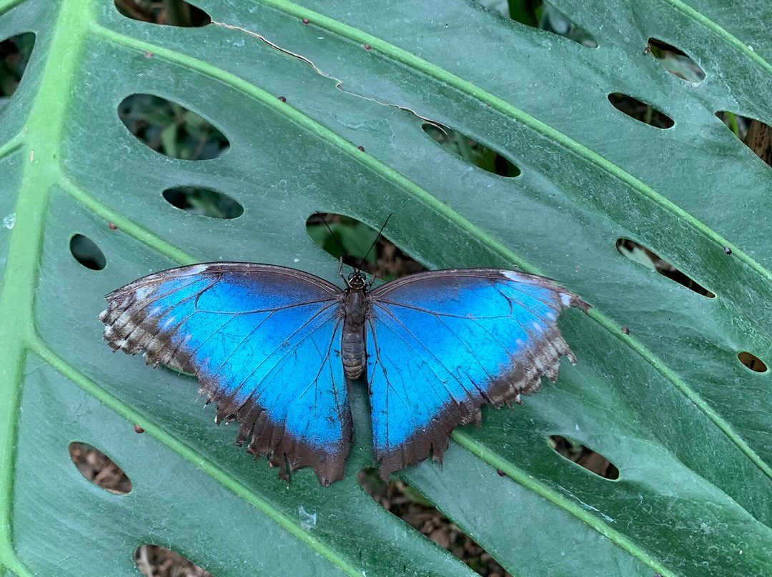 Butterfly Gardens @ Middleton Common Farm景点图片