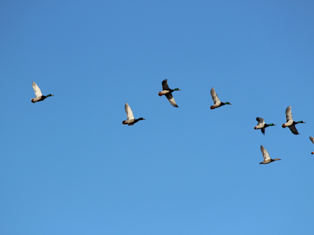 Lake Isom National Wildlife Refuge景点图片