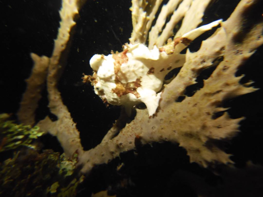Nautika Dive Alor景点图片