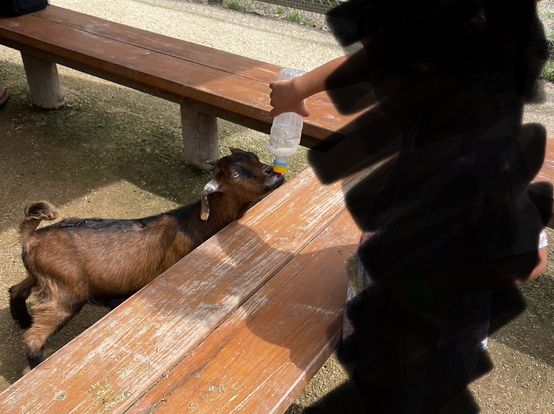 Amazement Farm & Fun Park-怀昂溪必去景点