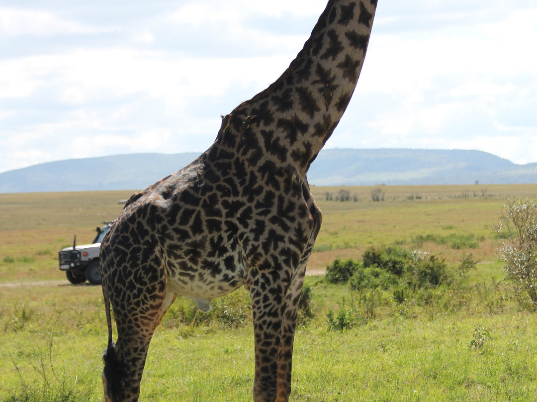 Evergreen Escape Expeditions - Africa景点图片
