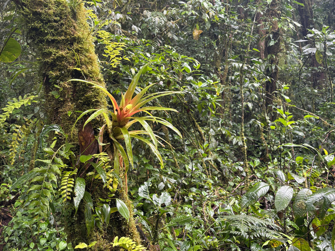 JC Nature Tour-蒙特维多云雾森林自然保护区必去景点