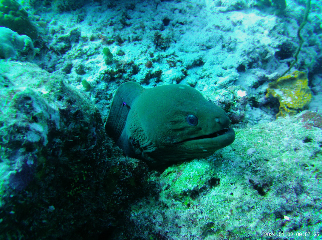 Meridis Dive and Water Sports at Cocogiri景点图片