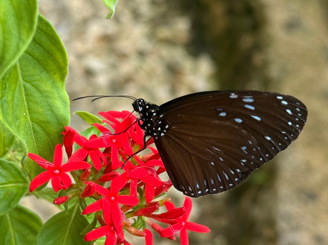 Siquijor Butterfly Sanctuary景点图片