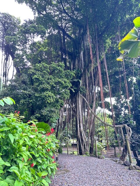 Tahiti Eden Tours景点图片