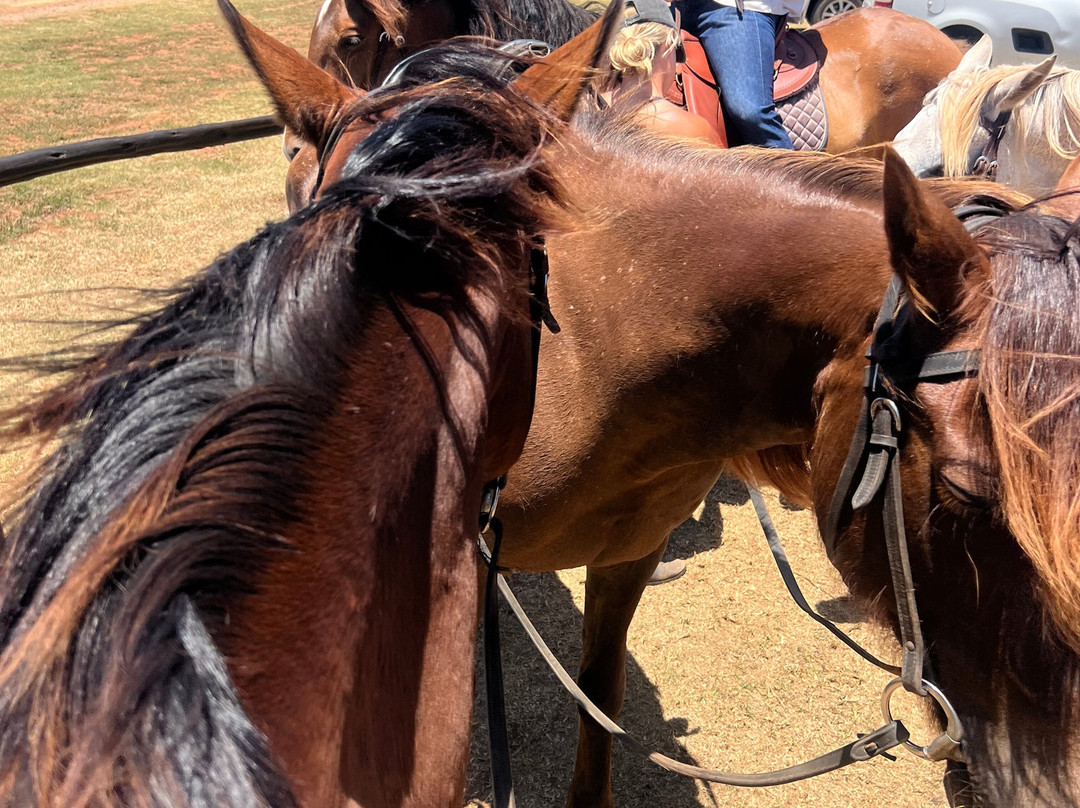 Beachcomber Horse Trails-Kenton-on-Sea必去景点