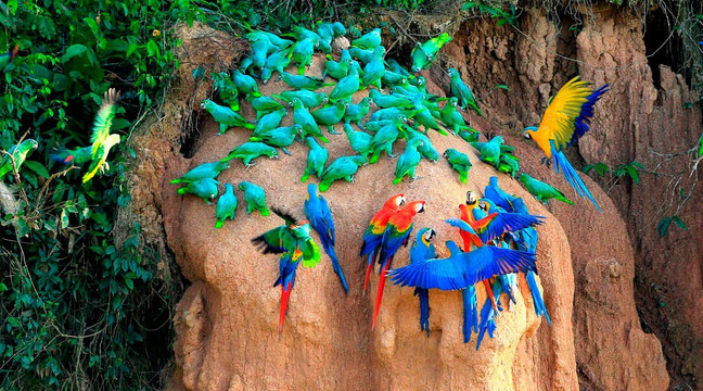 Tambopata Aguti Expedition-Tambopata National Reserve必去景点