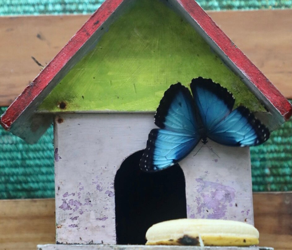 Jardin Y Mariposario Peniel景点图片