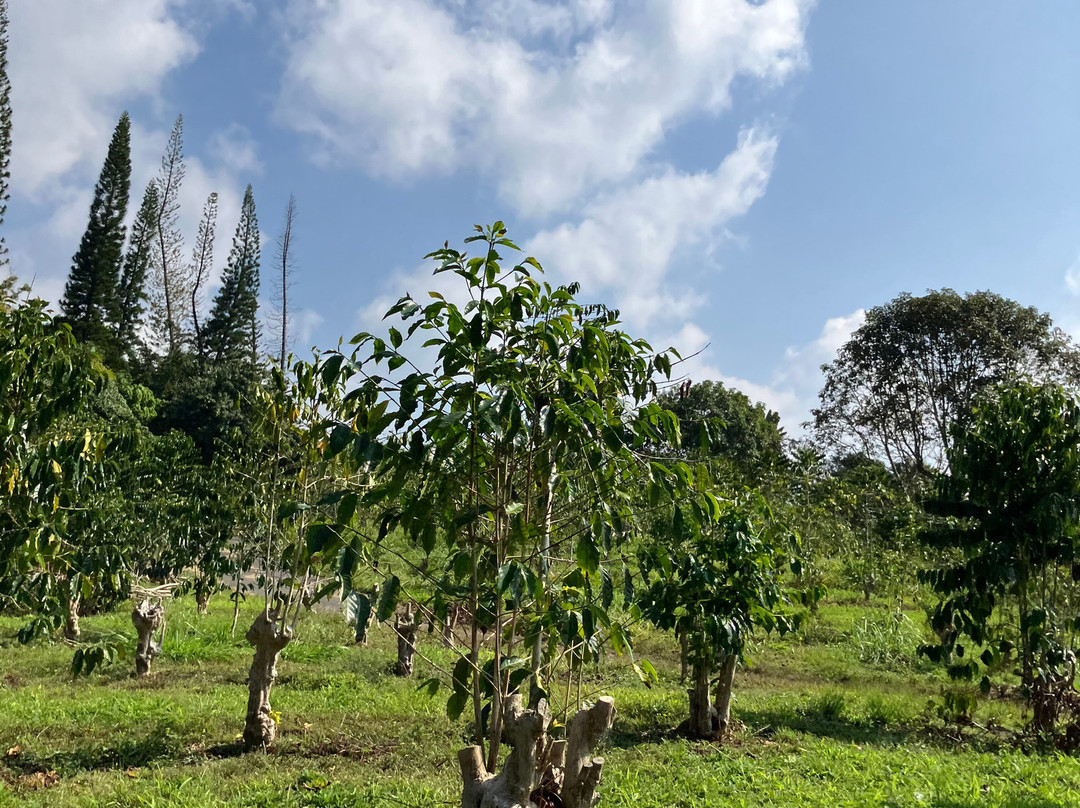 Buddha's Cup Kona Coffee And Tea Farm景点图片