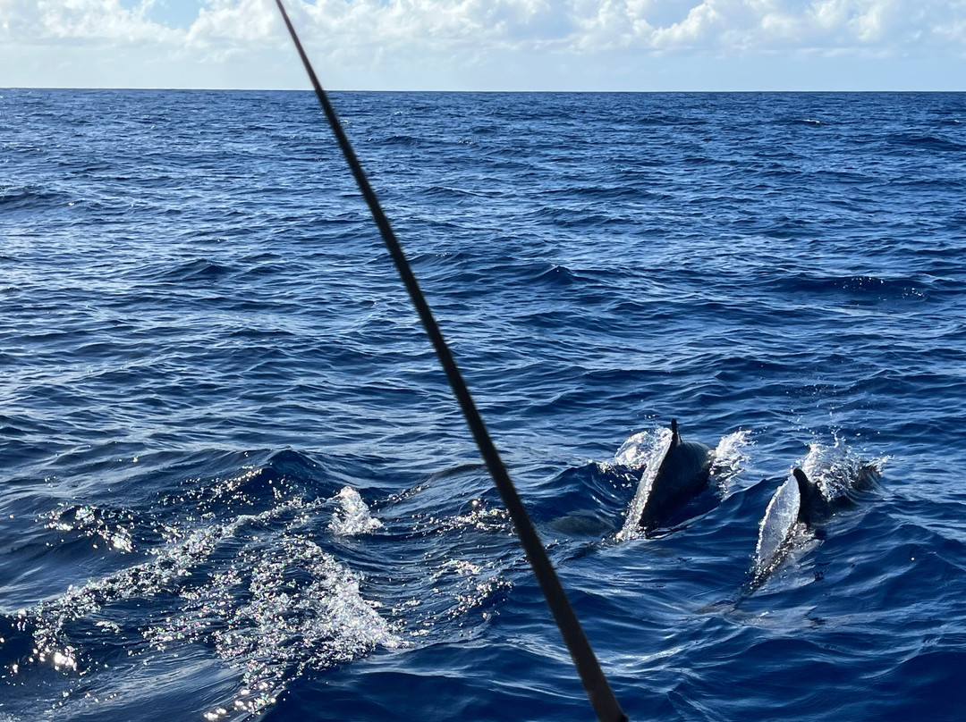 Shelltone Whale Project-Pointe-Noire必去景点