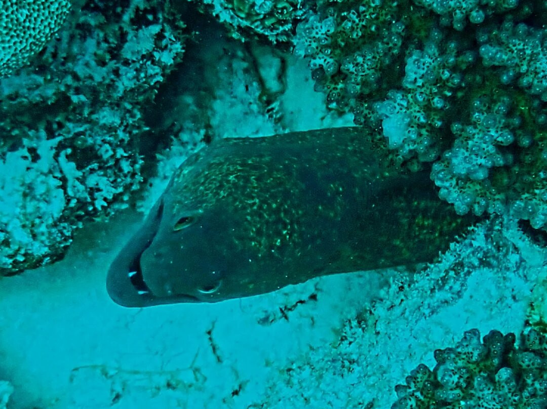 Scuba Shark Fuvahmulah景点图片