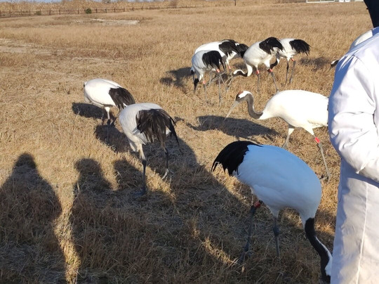 盐城丹顶鹤保护区-东台市必去景点