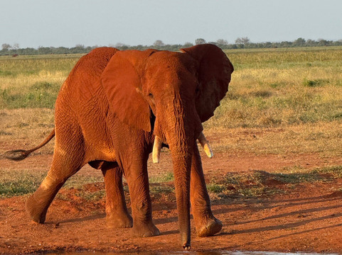 Big 7 Kitheka Safaris Day Tours-蒙巴萨必去景点