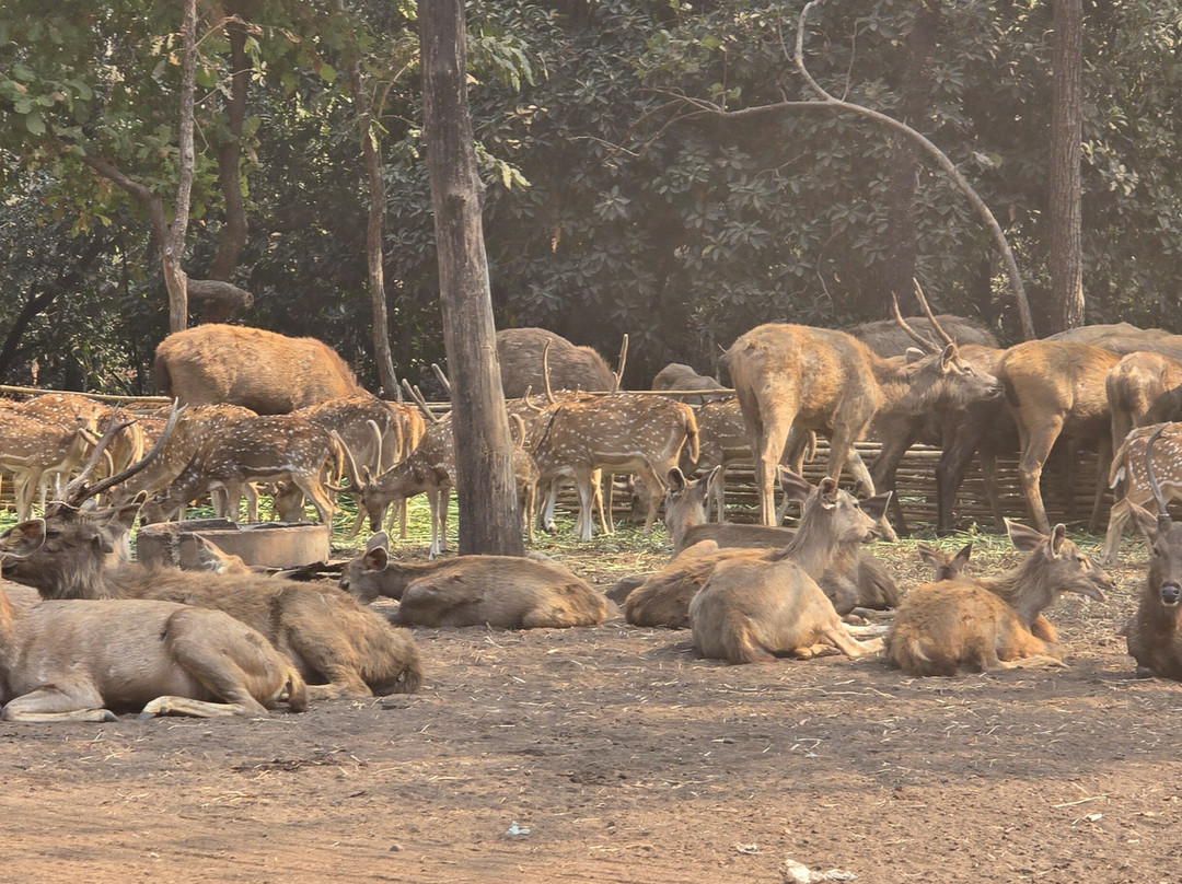 Deer Park-锡尔瓦萨必去景点