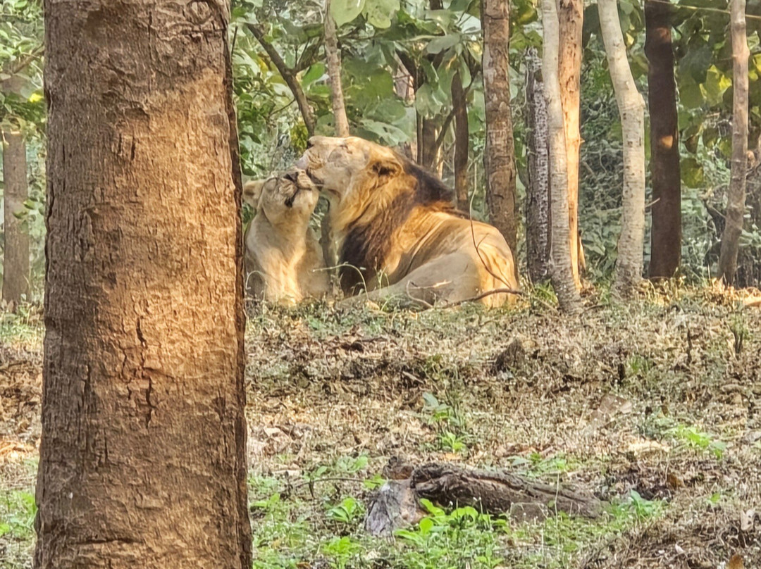 Silvassa Vasona Lion Safari-锡尔瓦萨必去景点