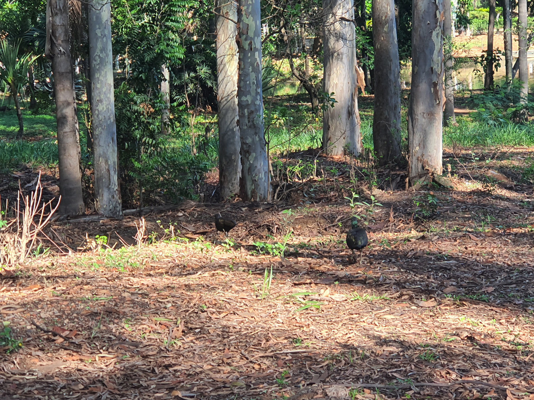 Zoologico de Americana-Americana必去景点
