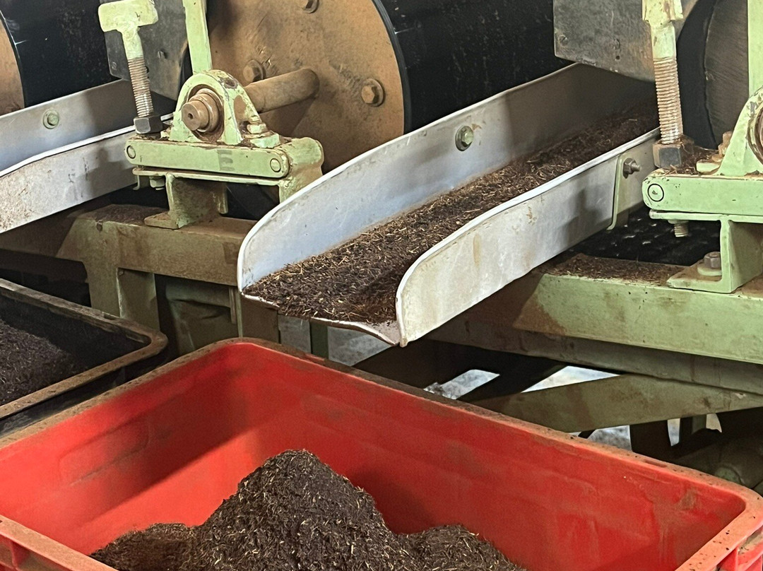蓝田茶园景点图片