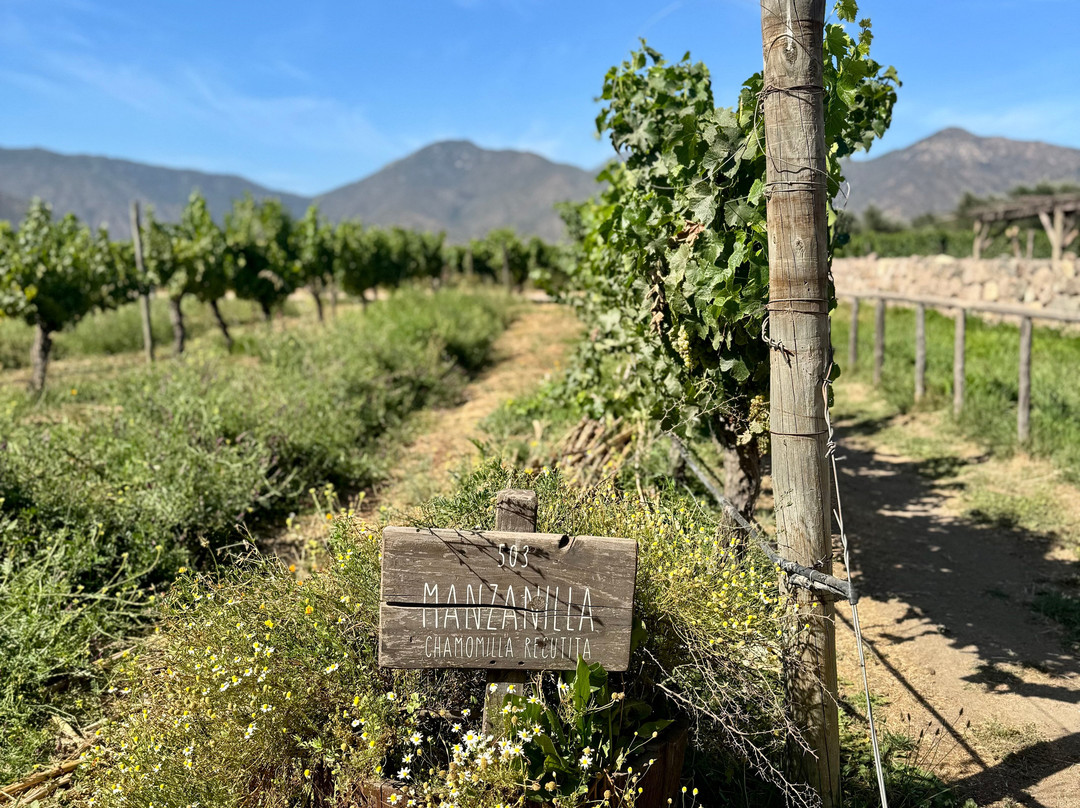 Valparaiso Wine Tours-瓦尔帕莱索必去景点