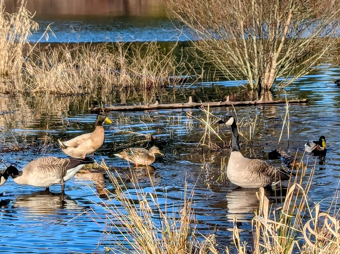 Bradley Lake Park景点图片