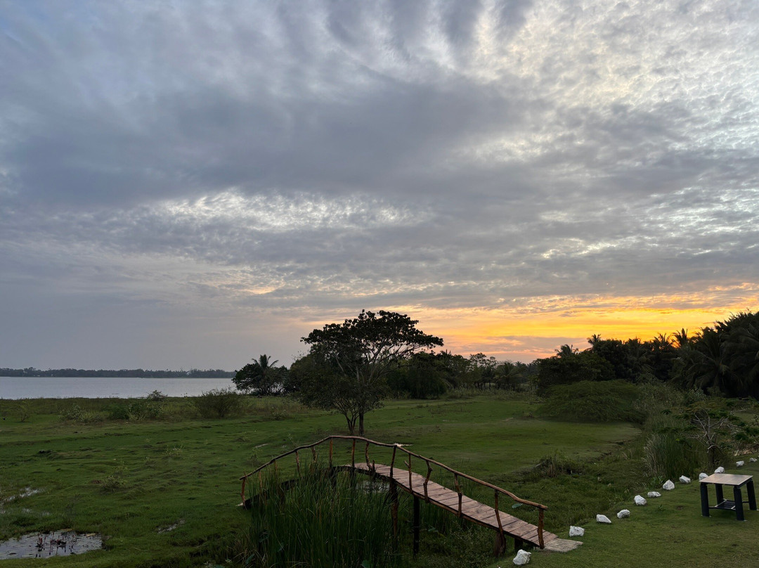 Blue Wild - Yala主图