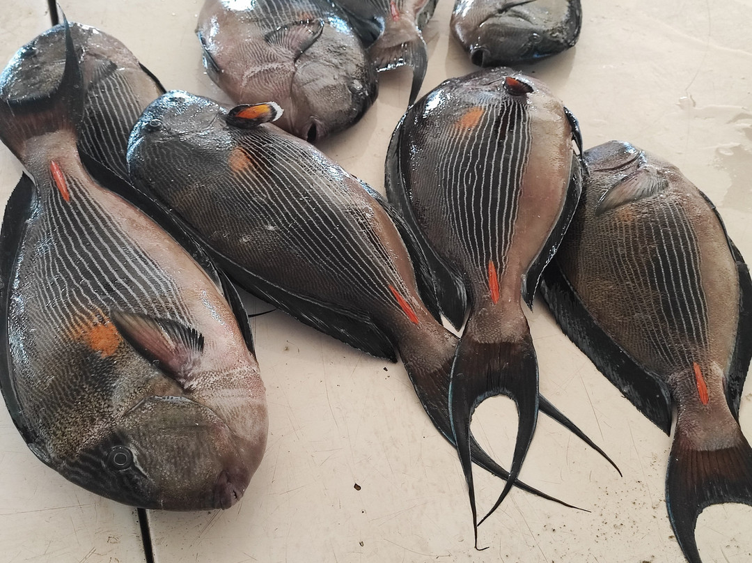 Fish Market-马斯喀特必去景点