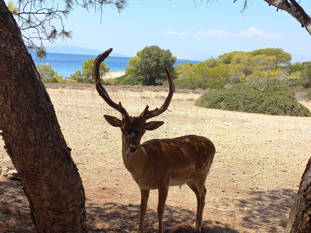 Lalaounis Aegina Luxury Transfer & Travel景点图片