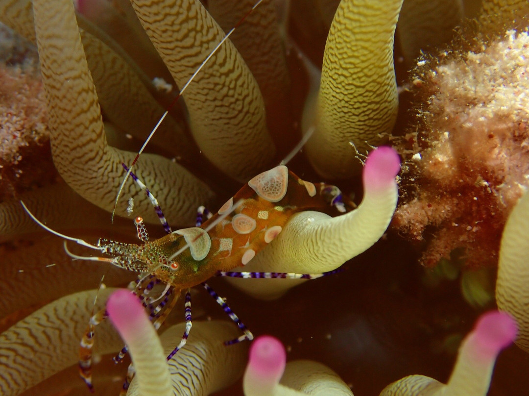 SeacretDive-Port-Louis必去景点