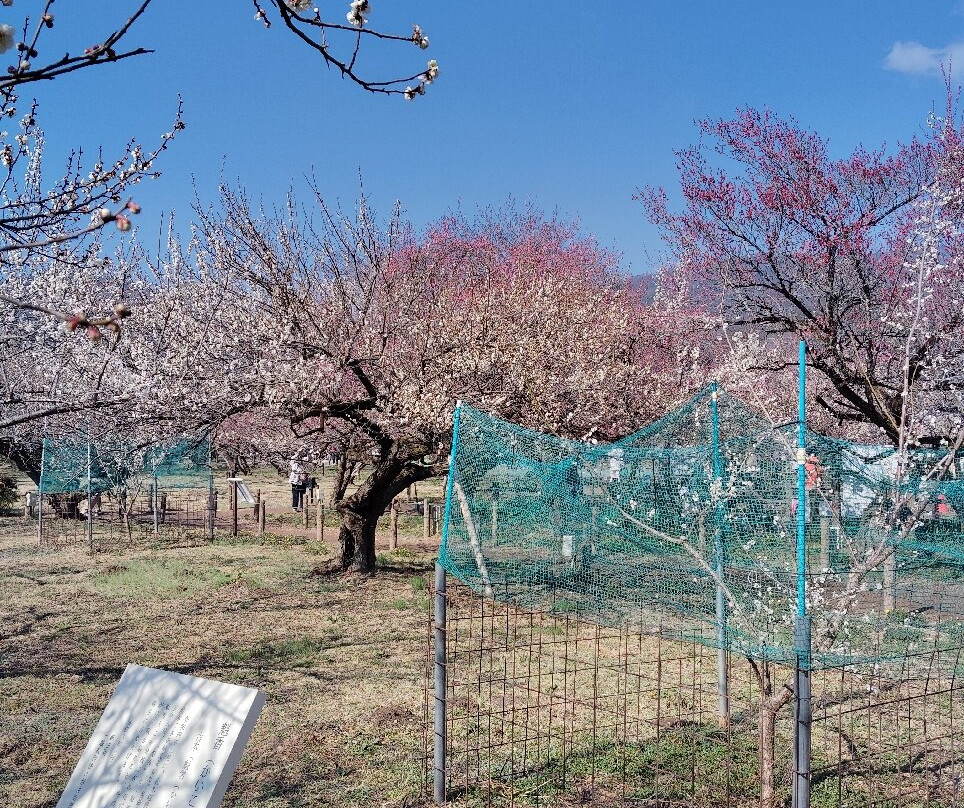 Ogose Bairin-越生町必去景点