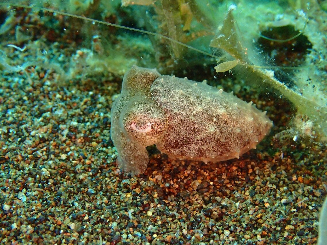 Dive Society Dauin景点图片