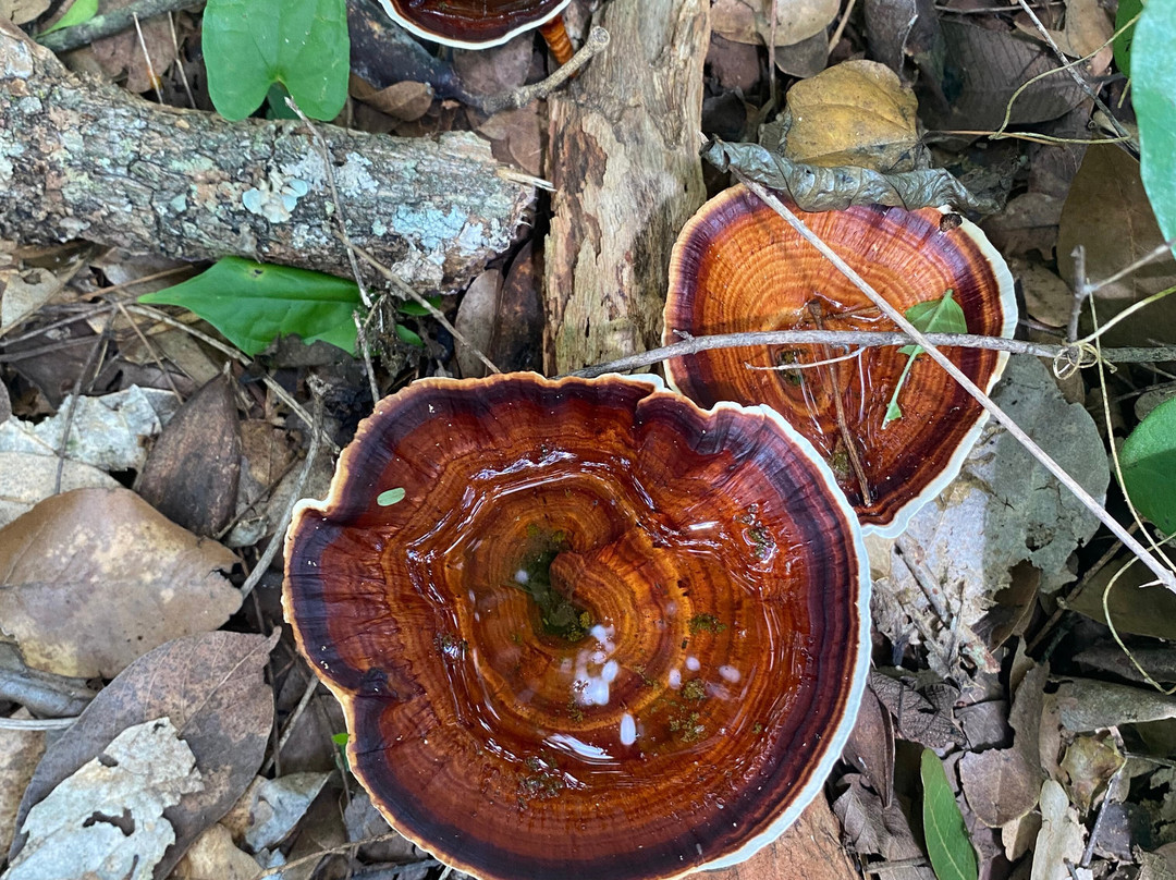 Chifwema Arboretum-卢萨卡必去景点