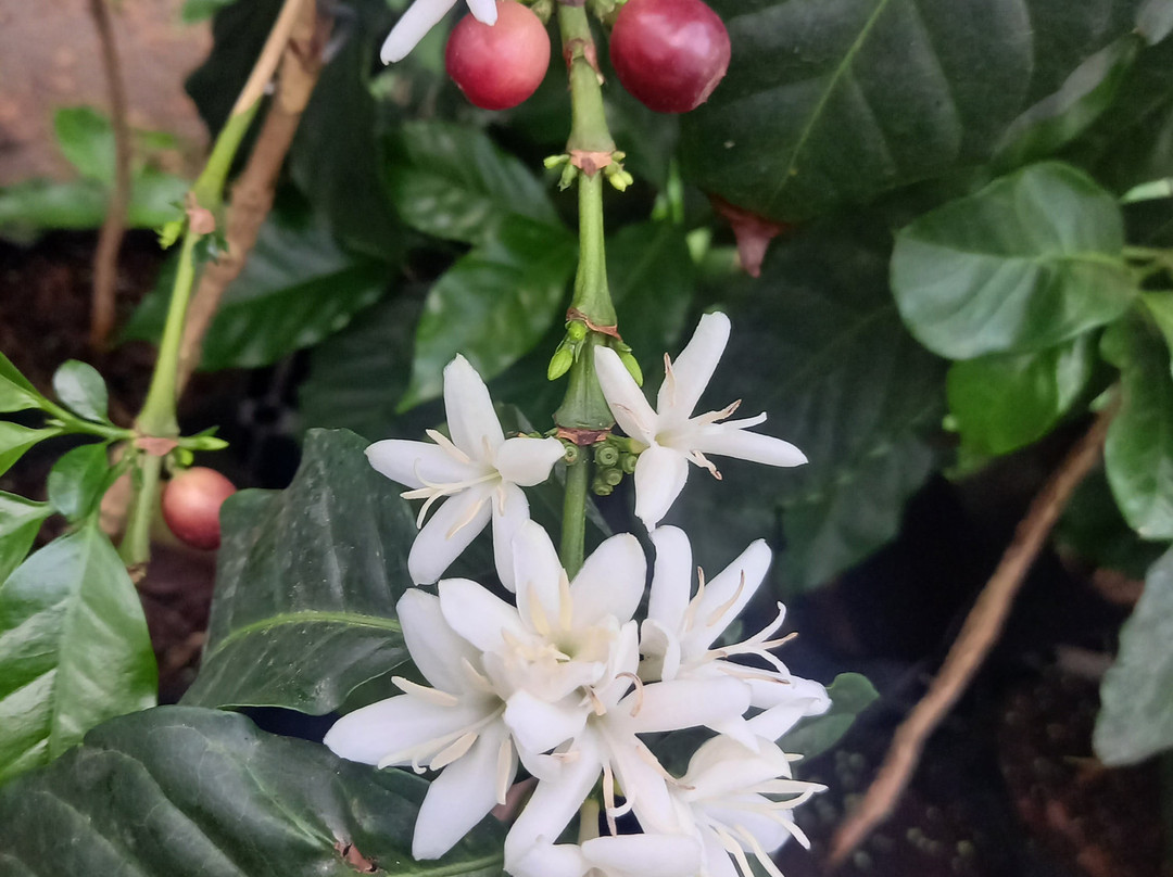 Castellvilar Finca Cafetalera