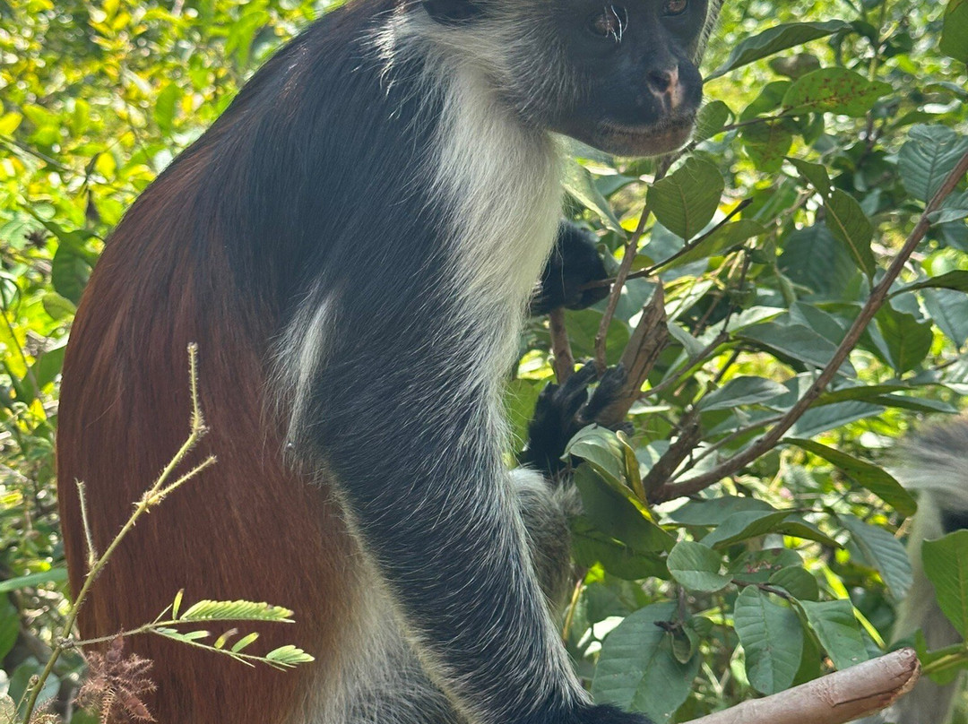 AG Tours and Safaris-桑给巴尔岛必去景点