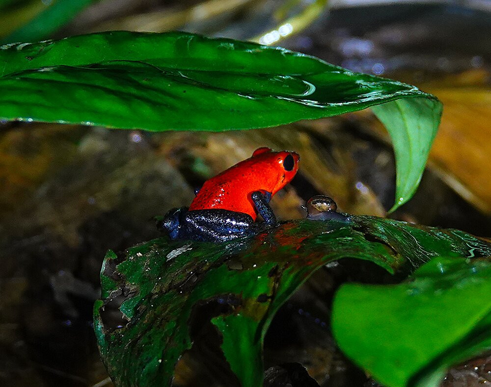 Tapirs Home-Upala必去景点