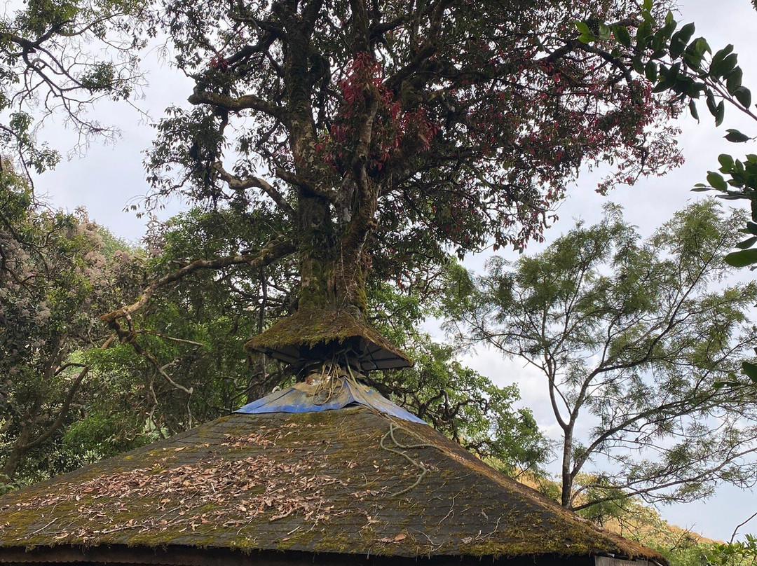 Kochi Holidays - Kochi Tours And Travels景点图片