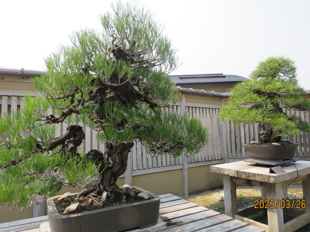 The Omiya Bonsai Art Museum Saitama-埼玉市必去景点