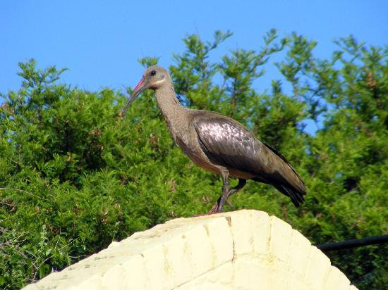 Abigail's B & B主图