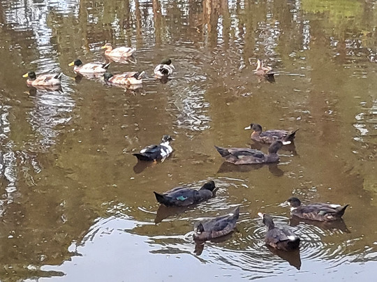 泰勒廷伯斯塔斯马尼亚岛酒店主图